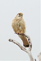 Australian Kestrel